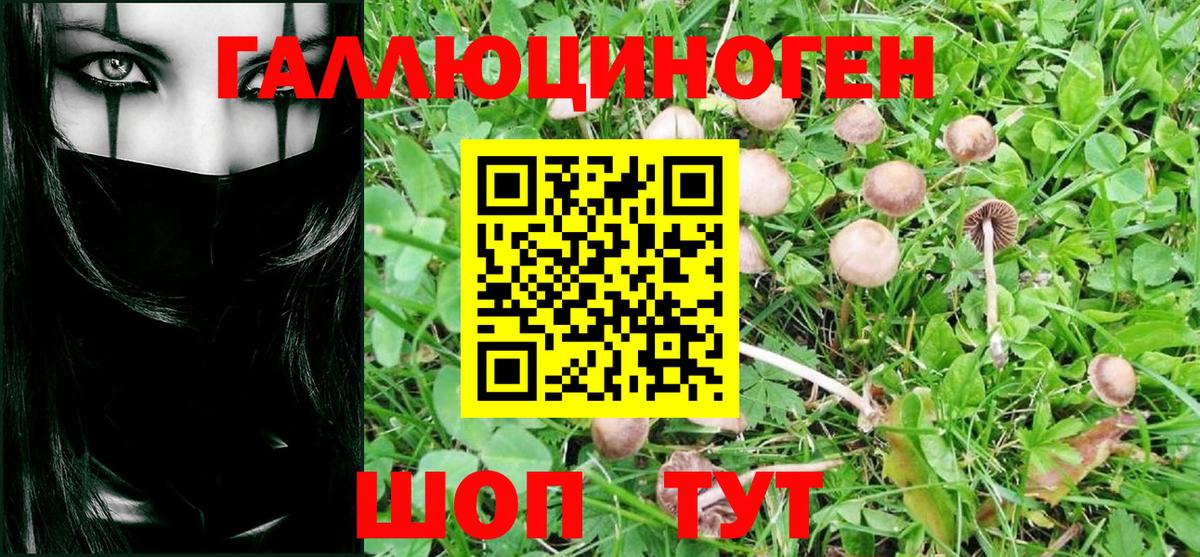 Камышин  продажа наркотиков  Вход с VPN  Псилоцибиновые грибы Psilocybe 
